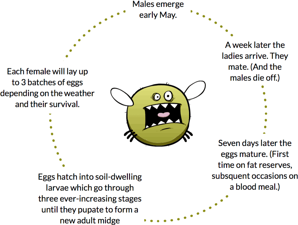 Life cycle of the midge