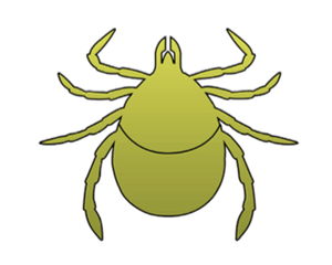 Tick Illustration