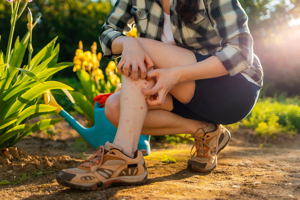 Is a midge bite sore?