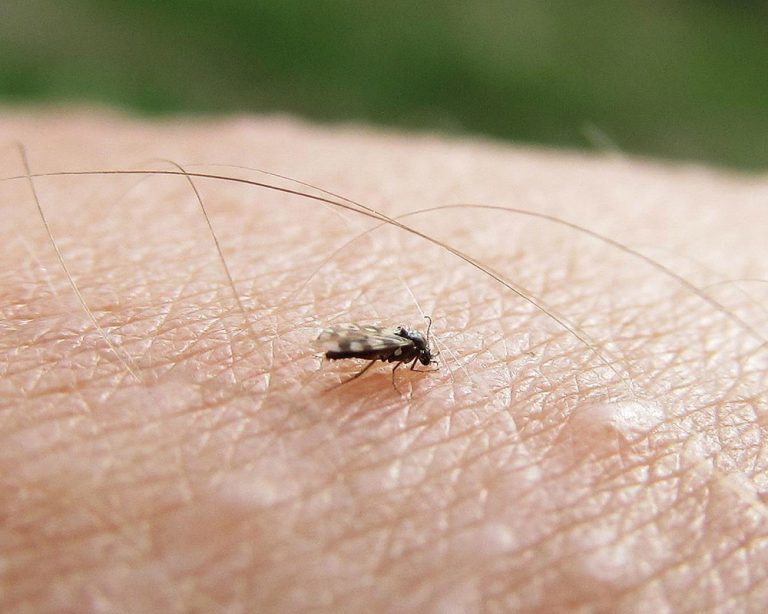 Midges Smidge